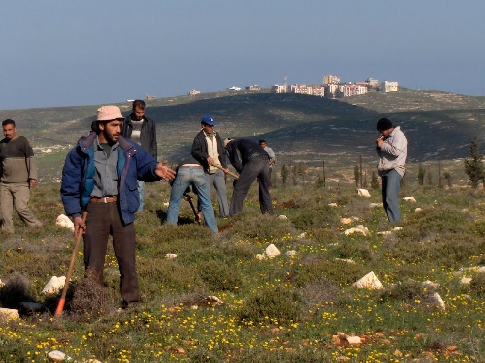 plantation 09 Mayfadoun 004